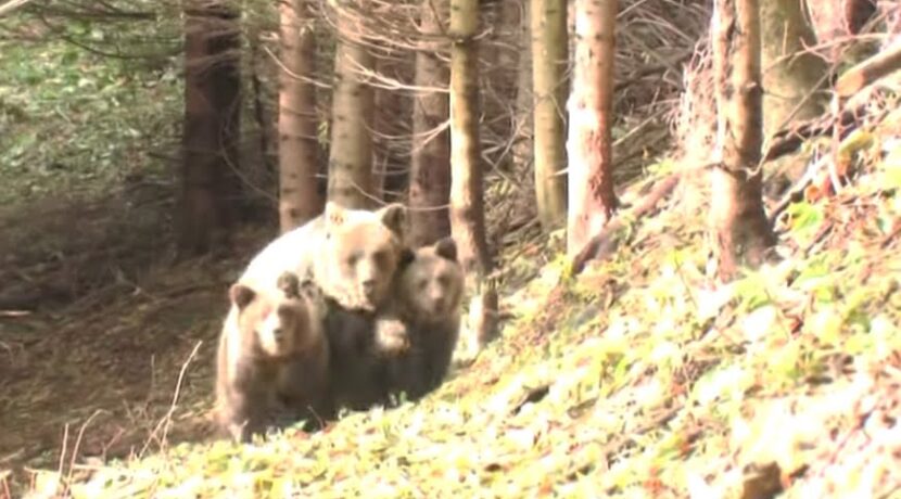 Spotkanie z niedźwiedzią rodziną (film)