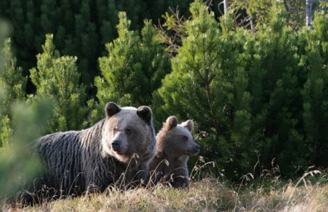 Obława na niedźwiedzicę w Zakopanem