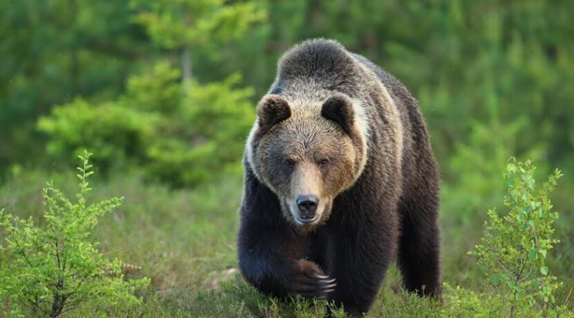 Niedźwiedź zaatakował mężczyznę w Bieszczadach