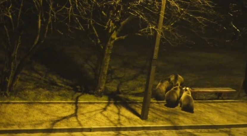 Niedźwiedzie na ul. Strążyskiej w Zakopanem (film)