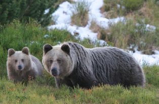 Tragedia na Podkarpaciu. Kobieta nie przeżyła ataku niedźwiedzia