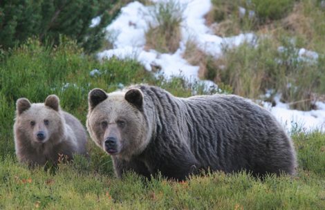 Niedźwiedzie schodzą do Zakopanego…po jabłka