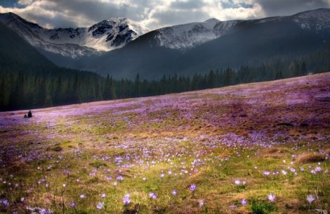 Krokusowe pola, czyli uroki wiosny w Tatrach (ZDJĘCIA)