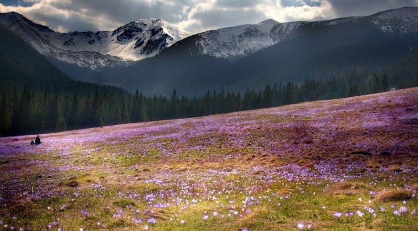 Krokusowe pola, czyli uroki wiosny w Tatrach (ZDJĘCIA)