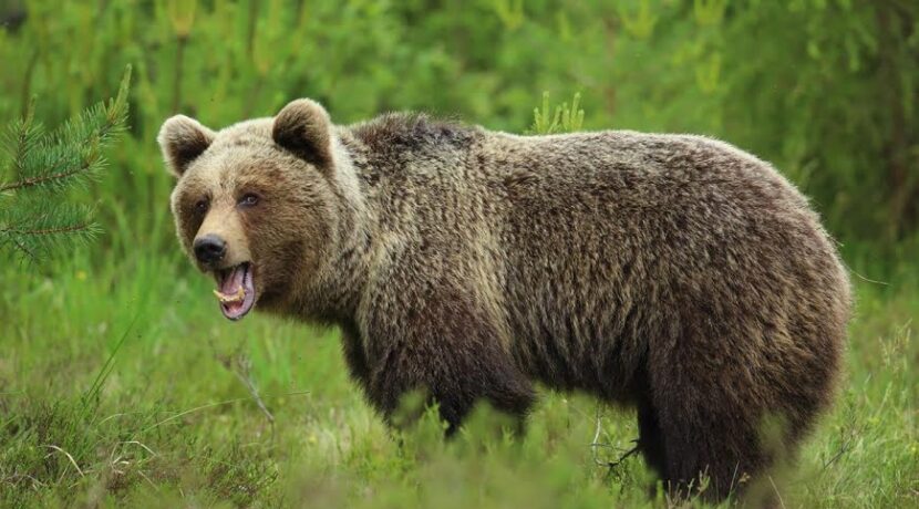 Niedźwiedź zaatakował mężczyznę w Bieszczadach