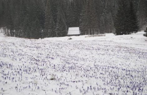 Powrót zimy w Tatrach, śnieg przysypał krokusy (ZDJĘCIA)