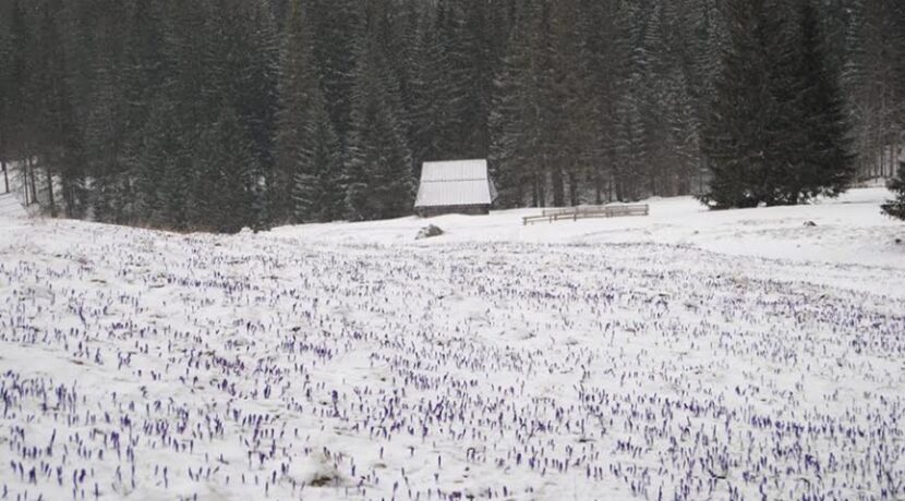 Powrót zimy w Tatrach, śnieg przysypał krokusy (ZDJĘCIA)