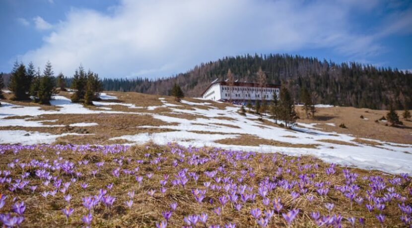 Krokusy w Tatrach – kwitną już także na Kalatówkach (ZDJĘCIA)