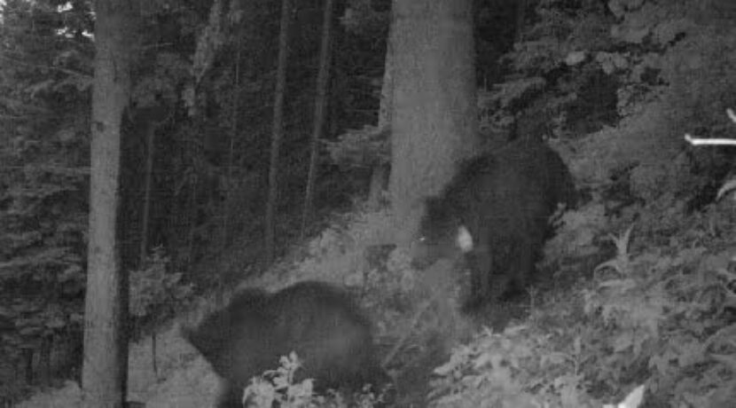 Niezwykła wyprawa tatrzańskiego niedźwiedzia – Iwo znowu w Polsce!