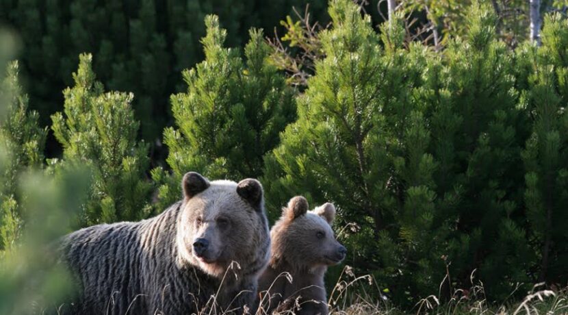 Niedźwiedź „zapukał” do schroniska w Tatrach