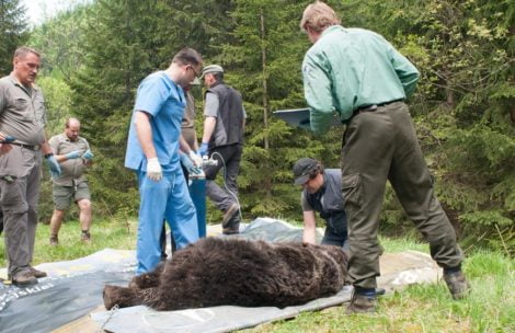 Nie żyje Eryk, jeden z najstarszych tatrzańskich niedźwiedzi