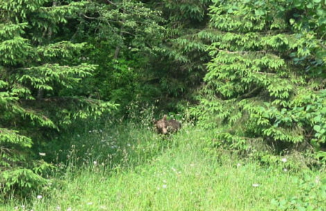 Spotkanie z niedźwiedziem w Dolinie Jaworzynki (ZDJĘCIA)