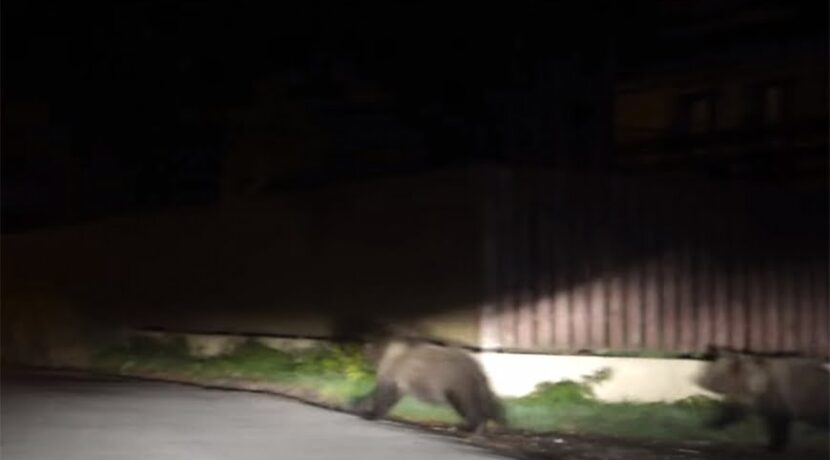 Ucieczka niedźwiedzicy i młodych z posesji w Zakopanem (FILM)