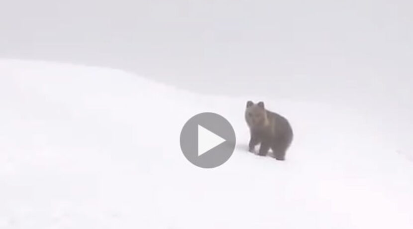 Kolejne spotkanie „oko w oko” z niedźwiedziem w Tatrach (FILM)