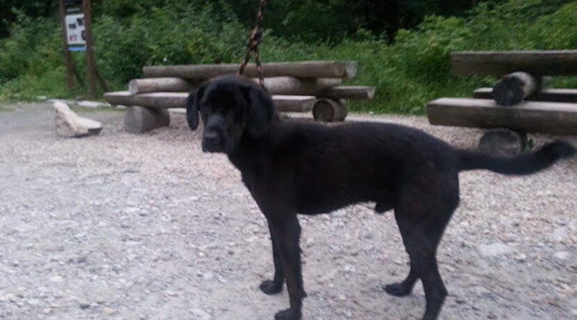 W Tatrach znaleziono młodego psa. Poszukiwany właściciel