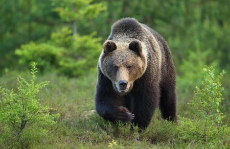 Niedźwiedź gonił turystów w Dolinie Jaworzynki