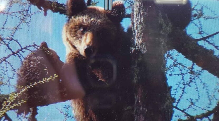 Nietypowa sytuacja pod Tatrami. Niedźwiedzica z młodymi na drzewie w centrum miasta (FILM)