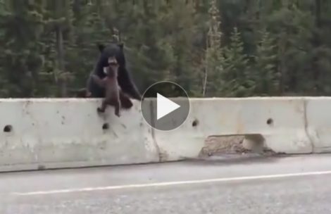 Wyniesiony w zębach. Matka ratuje małego niedźwiadka przed samochodami