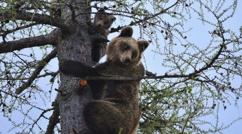 Słowacy zastrzelili tatrzańską niedźwiedzicę