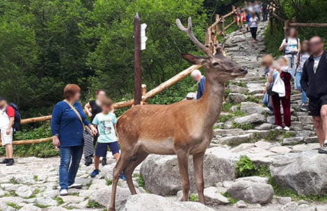 Nie dokarmiajcie dzikich zwierząt w Tatrach!