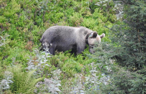 Niedźwiedź w Dolinie Kondratowej (ZDJĘCIA)