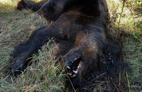Martwa niedźwiedzica znaleziona w Tatrach (ZDJĘCIA)