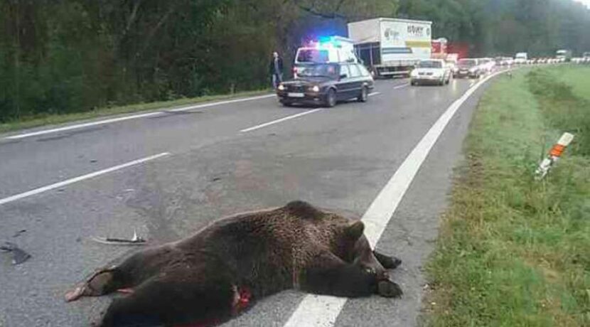 Niedźwiedź wybiegł na ulicę. Nie żyje jedna osoba i zwierzę