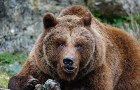 Niedźwiedź zaatakował turystę w Tatrach. Mężczyzna podszedł za blisko?