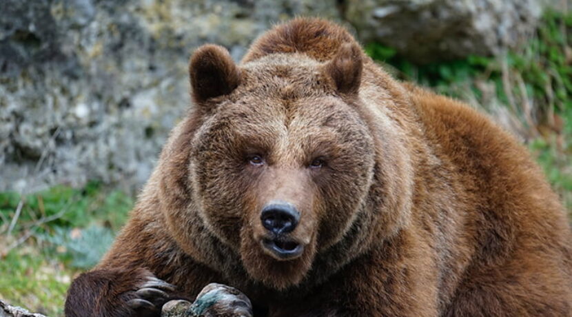Słowacy chcą strzelać do niedźwiedzi. Będą zmiany w prawie?