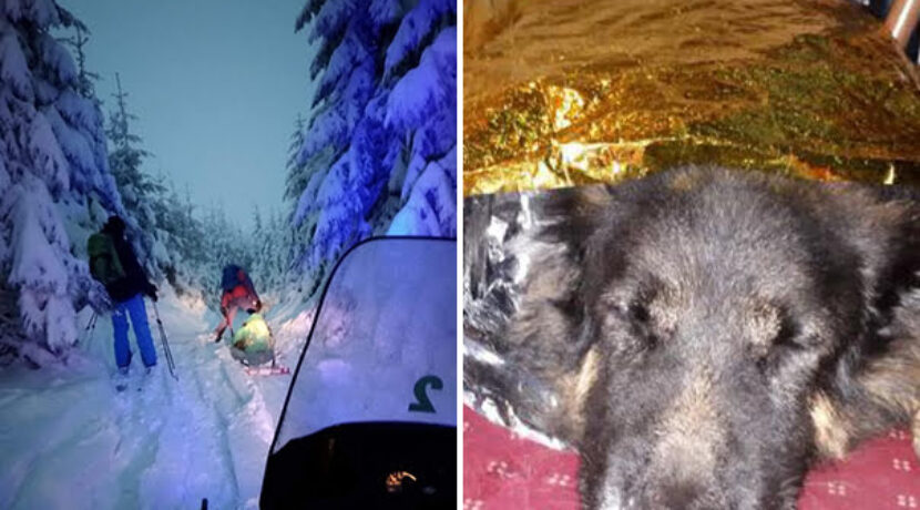 Skiturowcy zabrali zimą psa w góry. Zwierzę zasłabło
