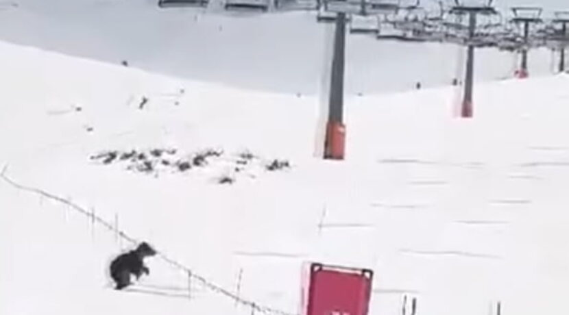 Niedźwiedź biegał po trasie narciarskiej pod Kasprowym Wierchem (FILM)