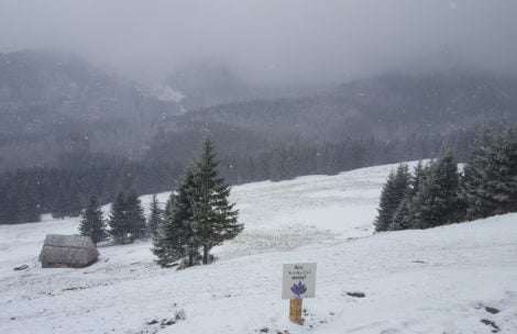 Opady śniegu w Tatrach, robi się biało. Krokusy już przysypane