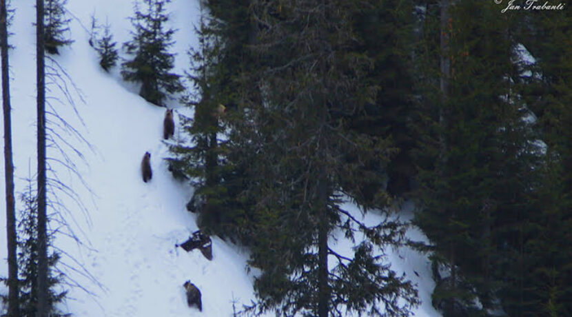 Niedźwiedzia rodzina na spacerze. Niezwykłe zdjęcia wykonane z kolejki na Kasprowy Wierch
