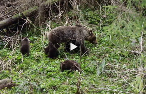 Niedźwiedzica z małymi w Dolinie Kościeliskiej (FILMY)