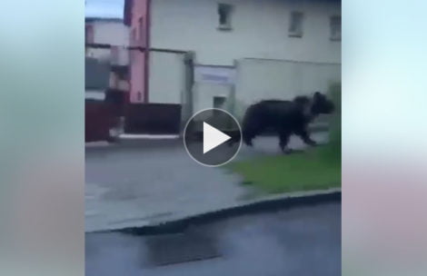 Niedźwiedź pędzi ulicami miasta. Wystraszony ucieka na drzewo (FILM)
