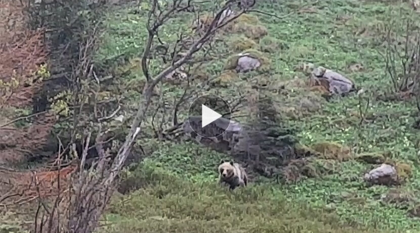 Niedźwiedź w Dolinie Małej Łąki (FILMY)