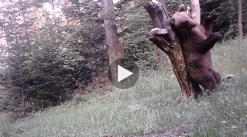 Ten film „zrobi Wam dzień”! Niedźwiedź prezentuje taneczne umiejętności (WIDEO)