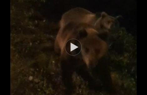 Bliskie spotkanie z niedźwiedziami pod Tatrami (FILM)