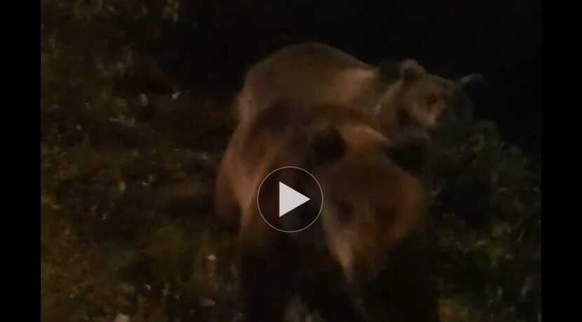 Bliskie spotkanie z niedźwiedziami pod Tatrami (FILM)