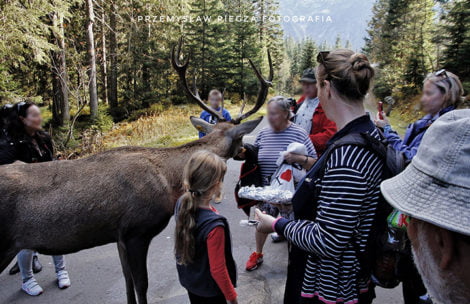 Nie dokarmiajcie dzikich zwierząt! Pokaz ignorancji w wykonaniu turystów w Tatrach (ZDJĘCIA)