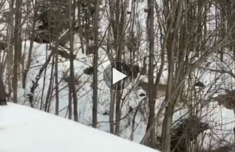 Rzadkie nagranie wilka w tatrzańskim lesie (FILM)