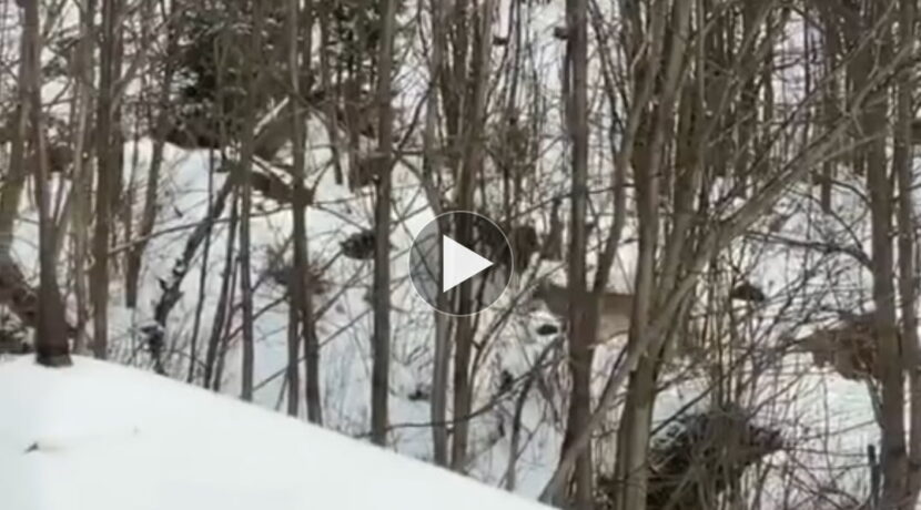 Rzadkie nagranie wilka w tatrzańskim lesie (FILM)