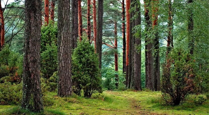 Minister Środowiska: parki narodowe otwarte, w lesie można chodzić bez maseczki