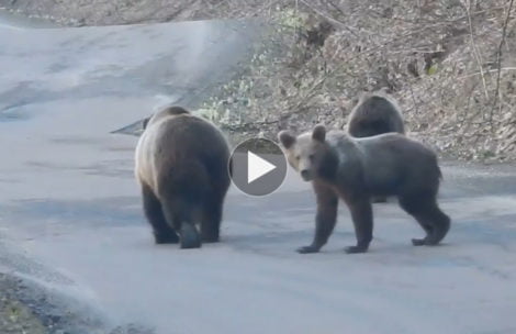 Turystów w górach brak, niedźwiedzia rodzina spaceruje środkiem drogi (FILM)