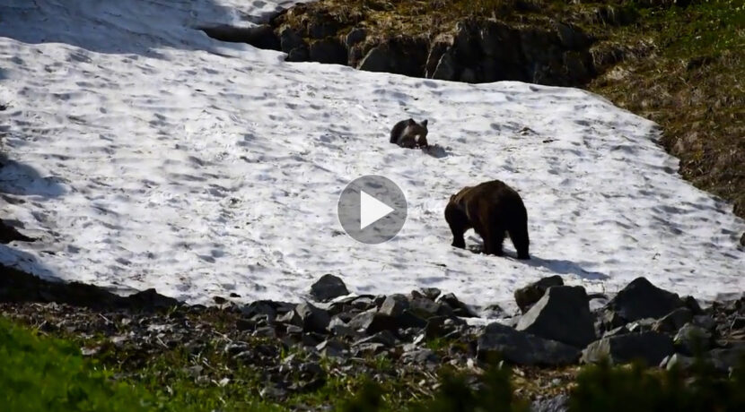 Ale frajda! Niedźwiedzie zabawy na śniegu (FILM)