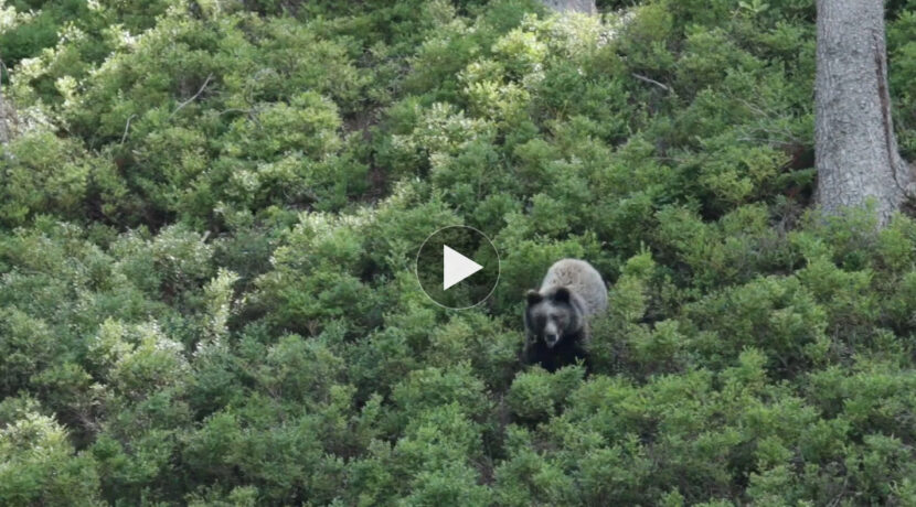 Spotkanie z niedźwiedziem w Dolinie Chochołowskiej (FILM)