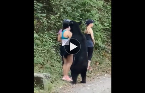 Bardzo bliskie spotkanie z niedźwiedziem. Oto prawdziwy test odporności psychicznej (FILM)