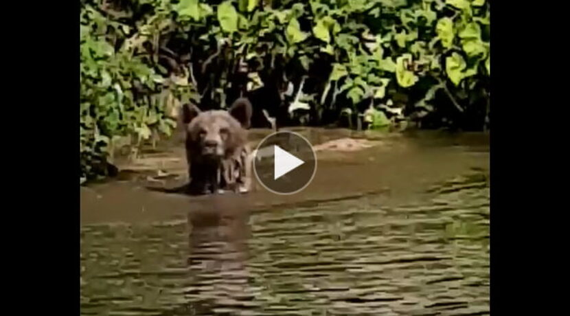 Niedźwiedź wykąpał się tuż obok schroniska w Dolinie Chochołowskiej (FILM)