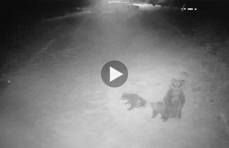 Niedźwiedzia rodzina pod Tatrami. Zobaczcie nagranie z hotelowej kamery (FILM)