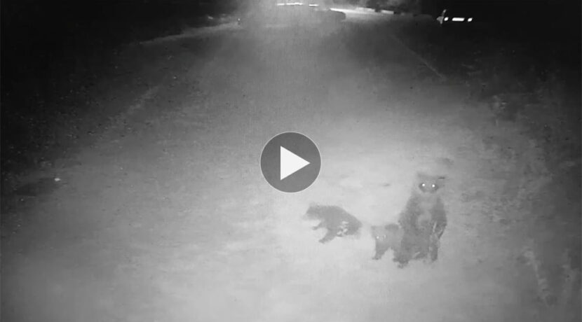 Niedźwiedzia rodzina pod Tatrami. Zobaczcie nagranie z hotelowej kamery (FILM)